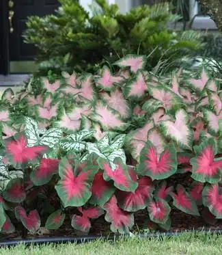 彩叶芋 (Caladium bicolor) — 更多视角