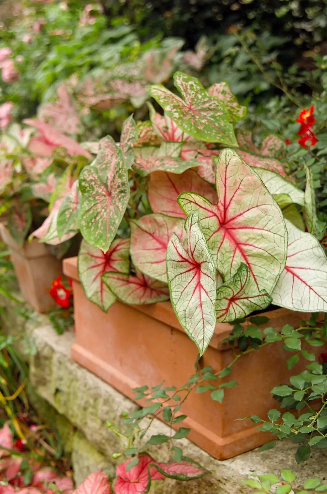 彩叶芋 (Caladium bicolor) — 细节