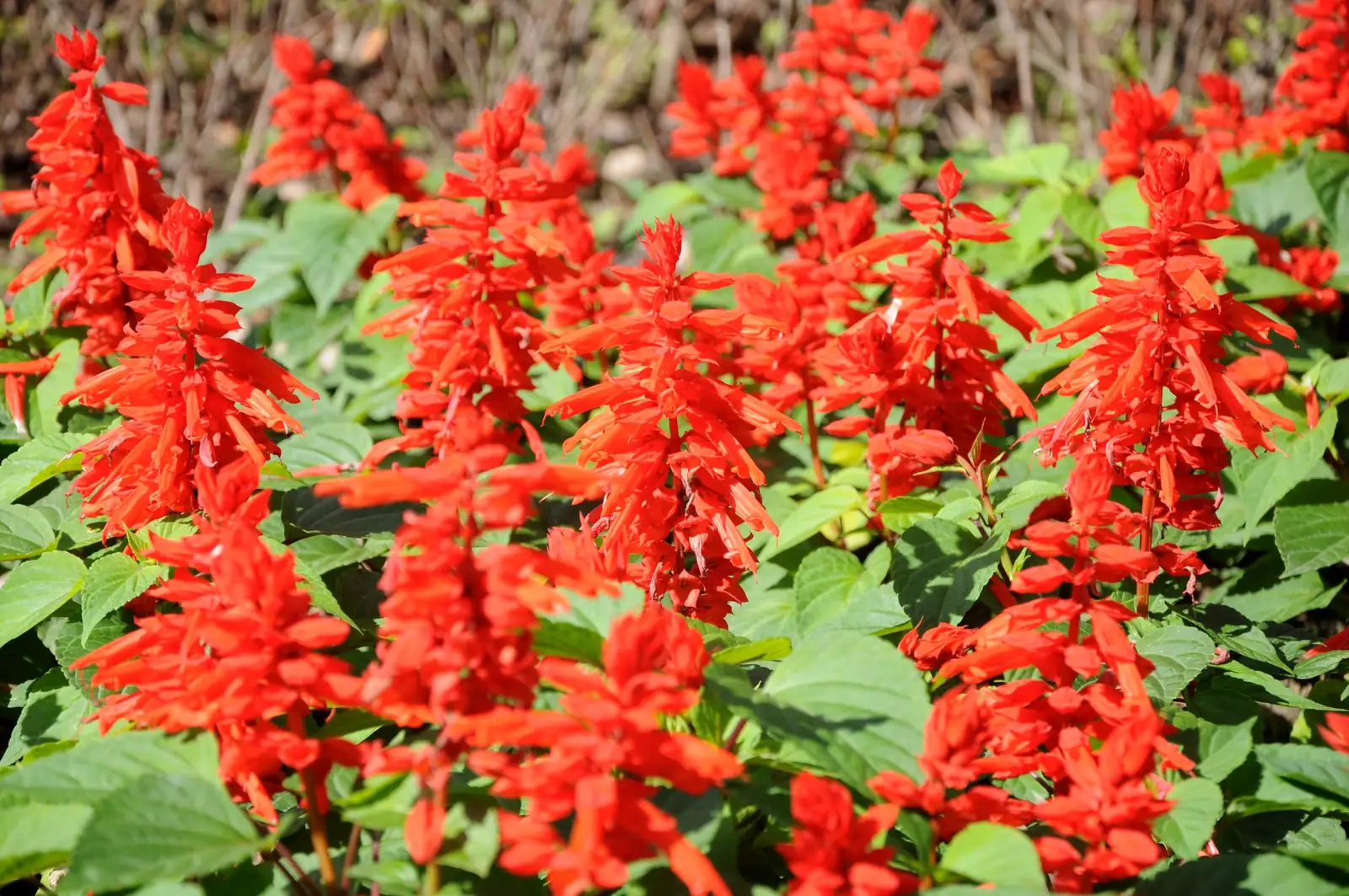 一串红 (Salvia splendens) — 主图