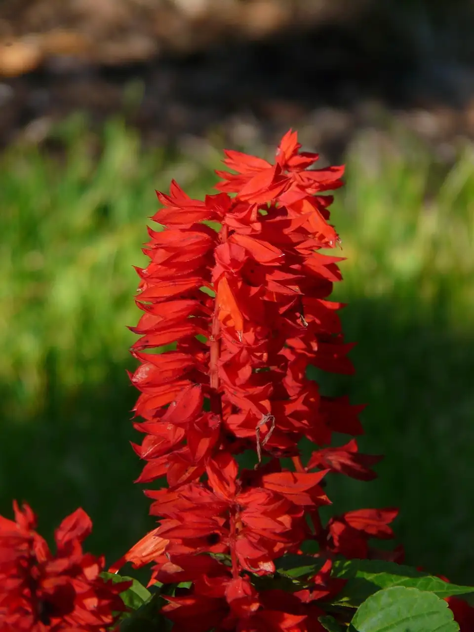 一串红 (Salvia splendens) — 细节