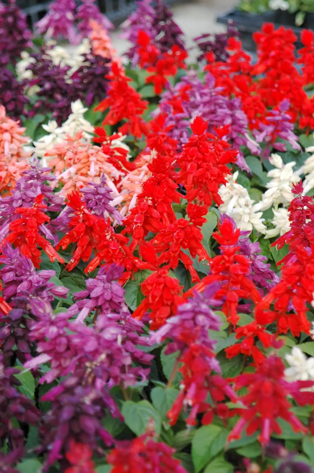 一串红 (Salvia splendens) — 特写