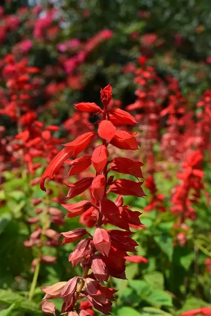 一串红 (Salvia splendens) — 环境展示