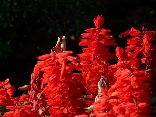 一串红 (Salvia splendens) — 更多视角