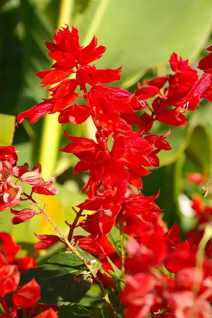 一串红 (Salvia splendens) — 更多视角
