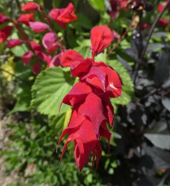 一串红 (Salvia splendens) — 更多视角