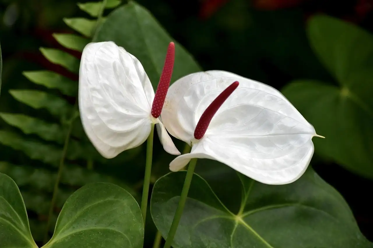 白掌 (Spathiphyllum wallisii) — 细节