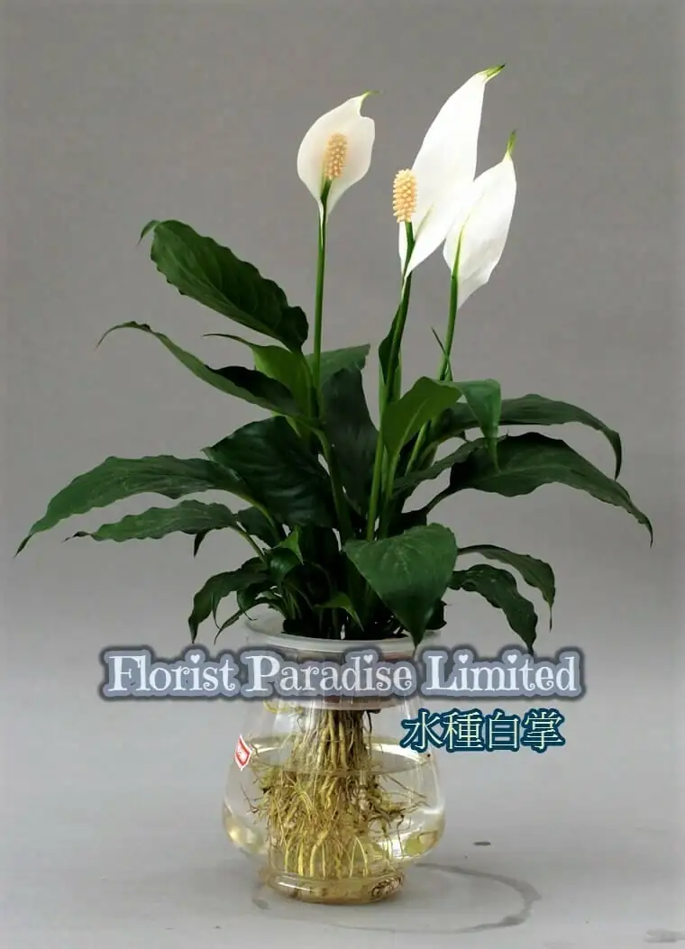 白掌 (Spathiphyllum wallisii) — 特写