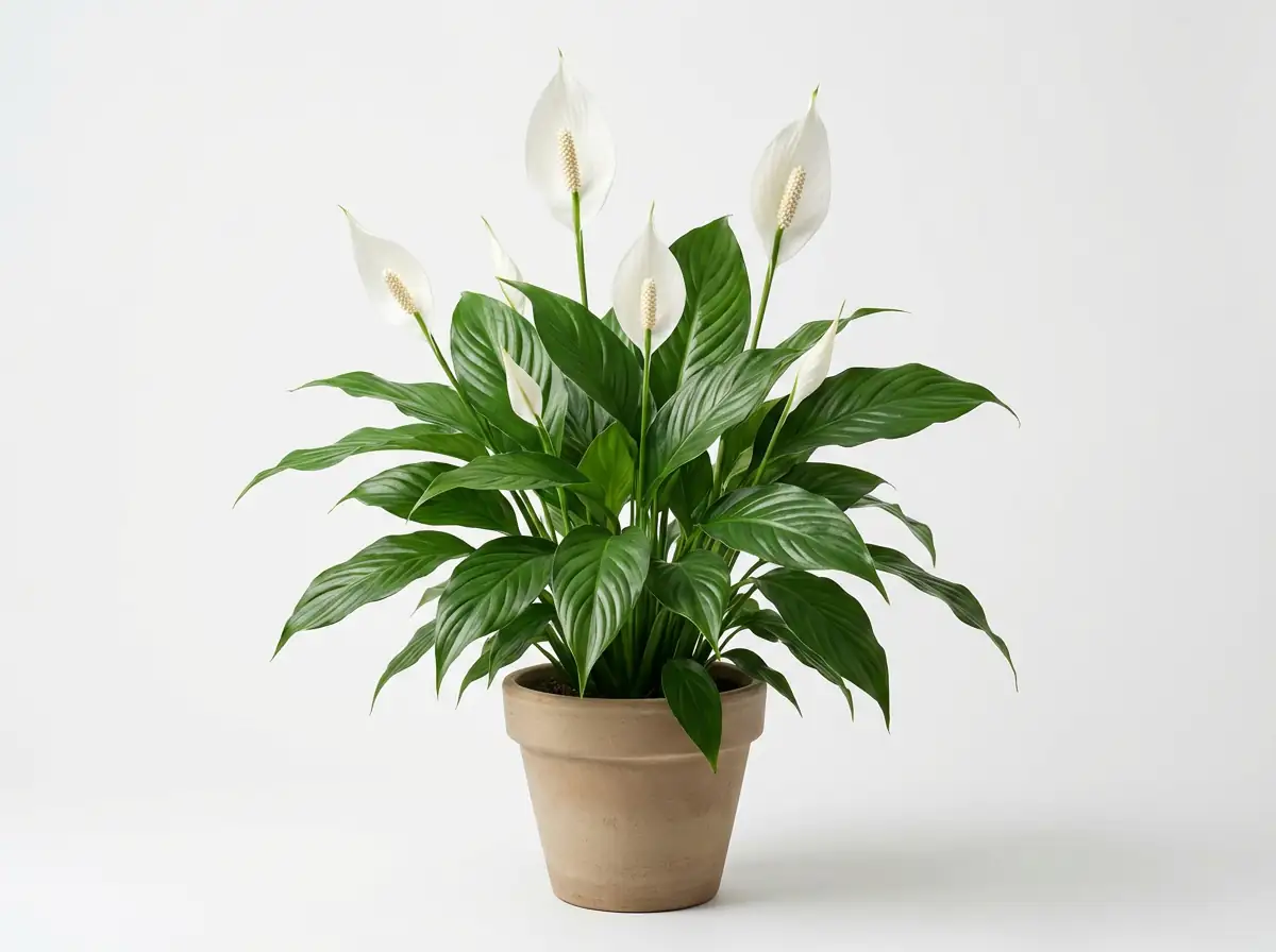 白掌 (Spathiphyllum wallisii) — 更多视角