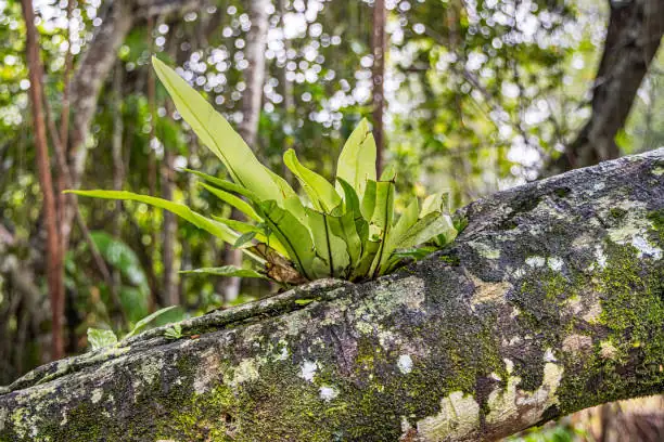 ಬರ್ಡ್ಸ್ ನೆಸ್ಟ್ ಫರ್ನ್‌ಗೆ ನೀರು ಹಾಕುವುದು: ನಿಮ್ಮ Asplenium nidus ಆರೈಕೆ ಕ್ರಮವನ್ನು ಪೂರ್ತಿಗೊಳಿಸುವುದು