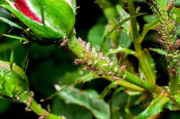 গাছে এফিড
