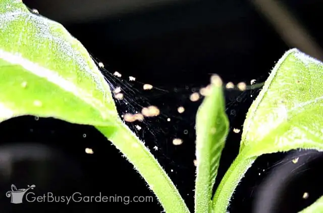 spider mites webbing on plant
