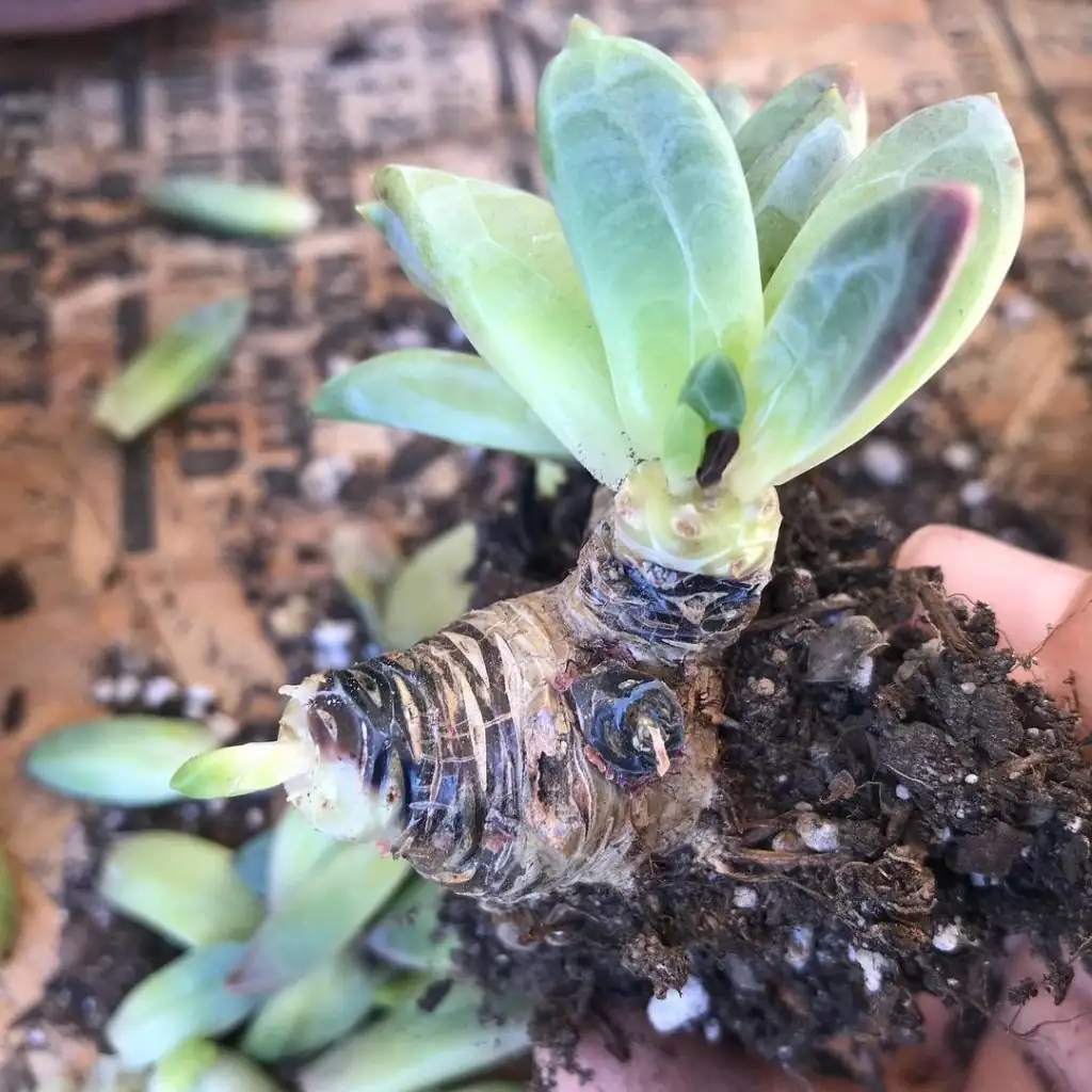 root rot in succulent plant
