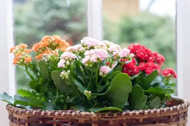 Kalanchoe on windowsill in sunlight