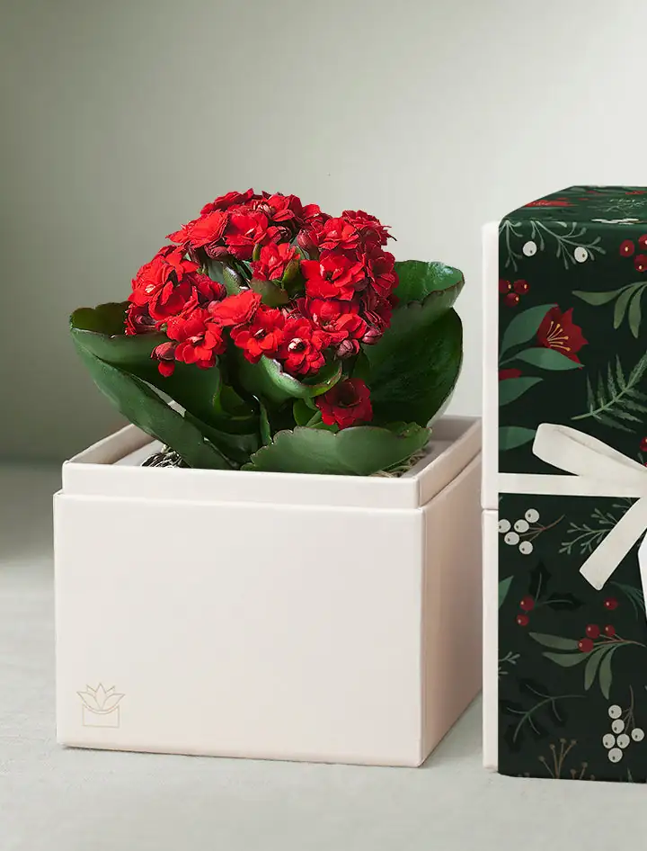 Kalanchoe as holiday gift