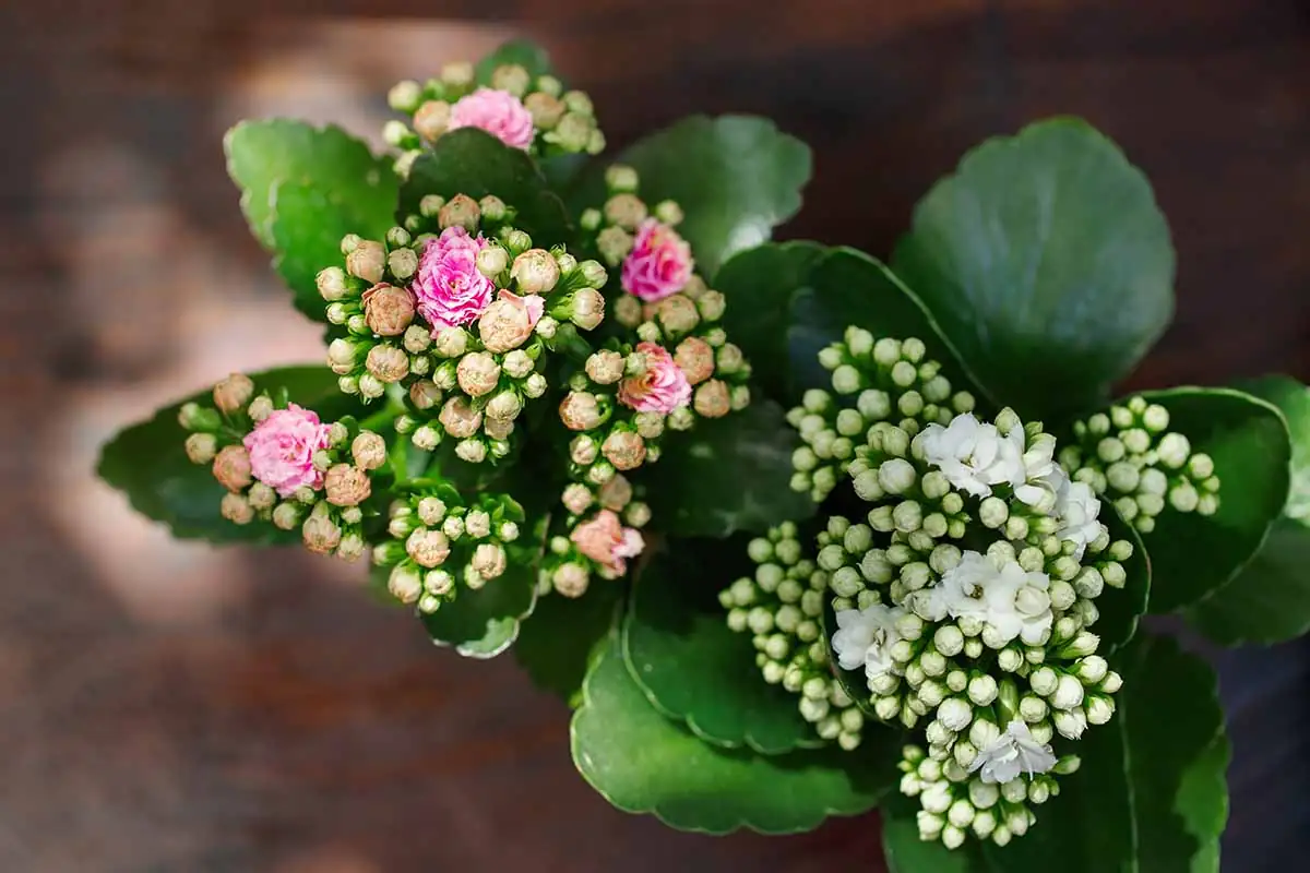 Quirky Katy: Fascinating Facts About Your Favorite Flowering Succulent