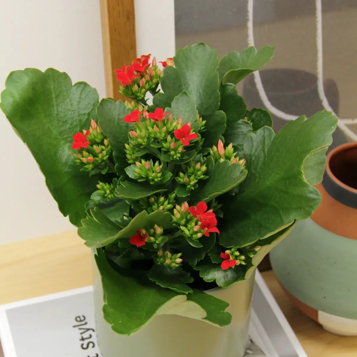 The Language of Blooms: The Symbolic Meaning Behind Flaming Katy