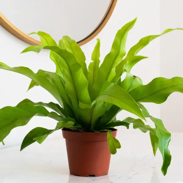 Dương xỉ tổ chim làm quà cho mái ấm