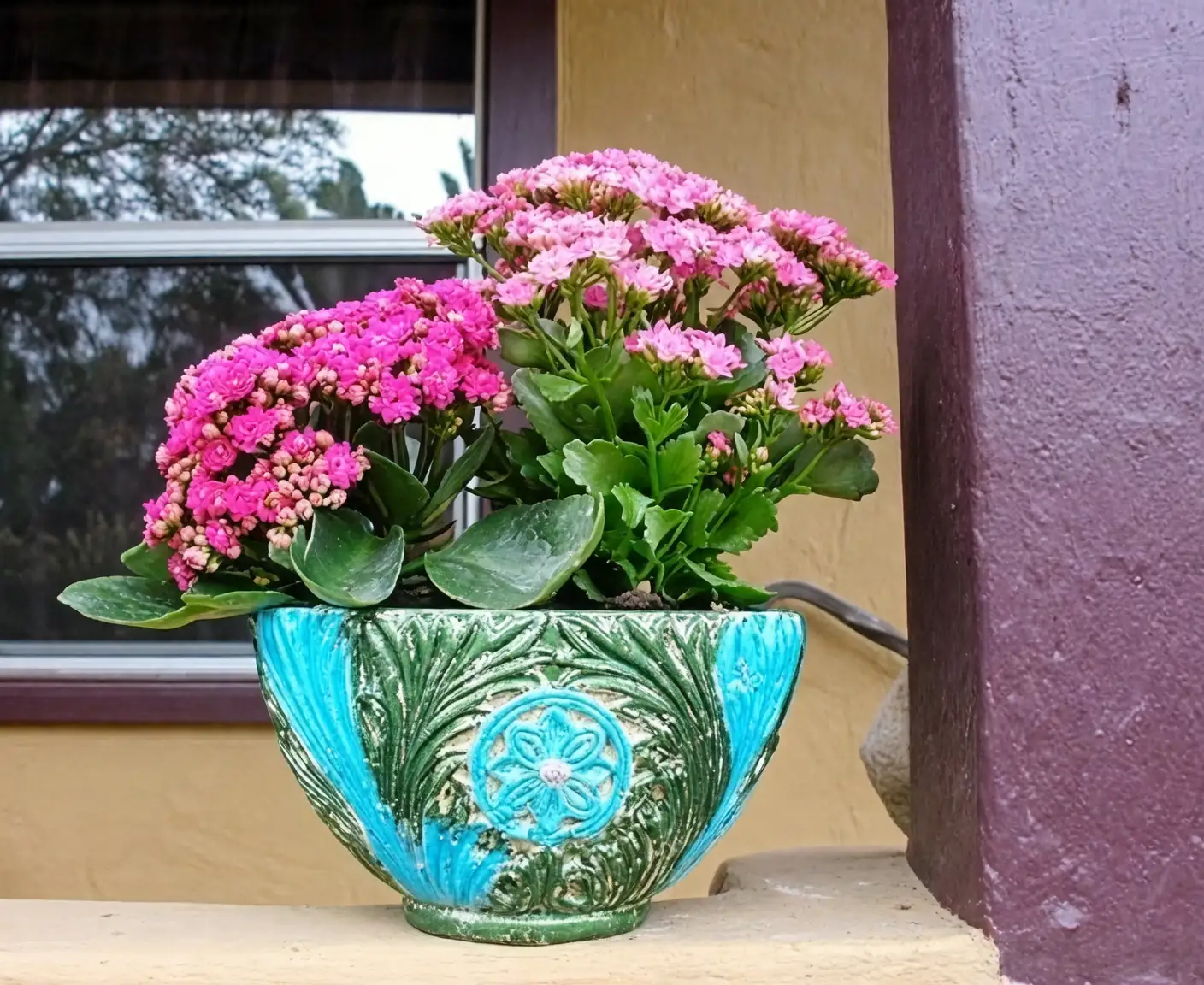 Kalanchoe blossfeldiana in Chinese New Year decor