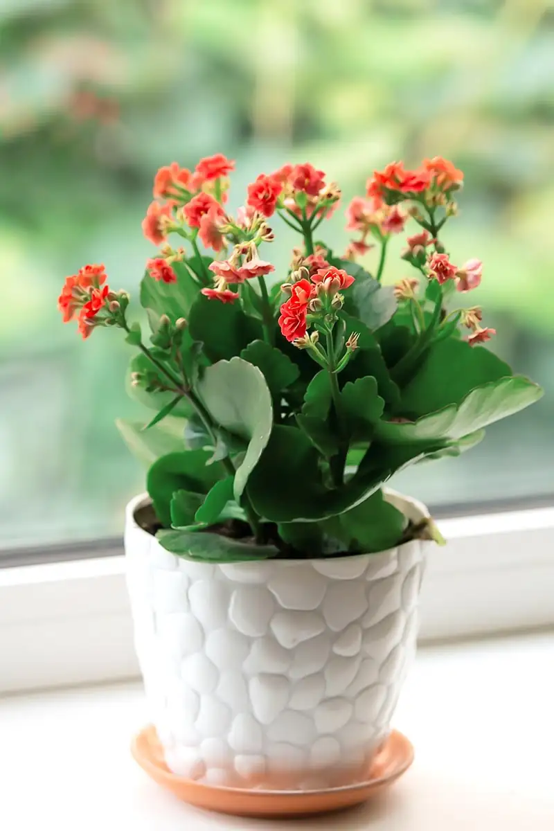 Decorating with Flaming Katy: Add a Splash of Color to Your Home