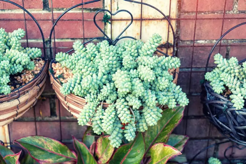 Flaming Katy in hanging basket