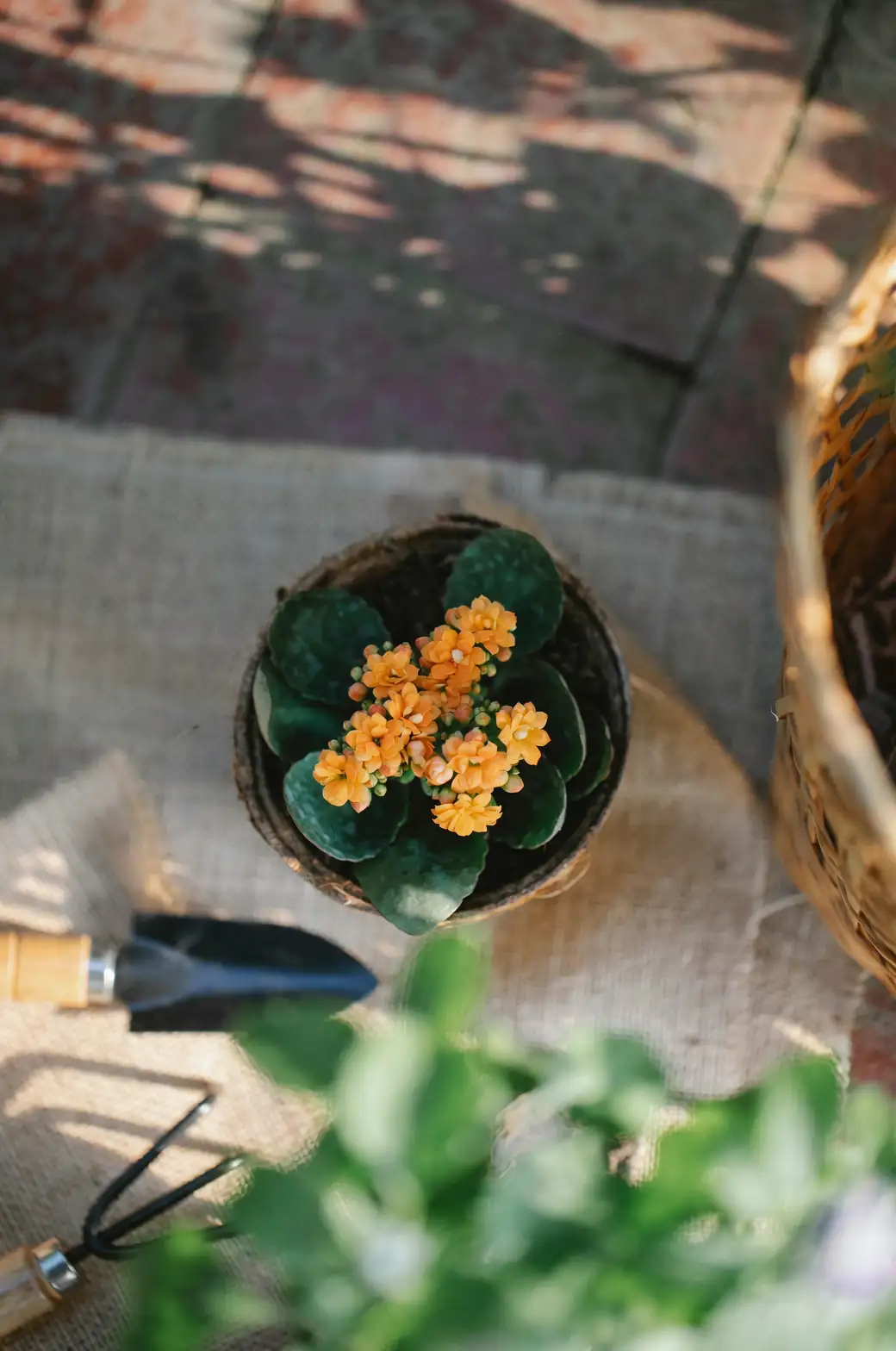 Kalanchoe propagation tools