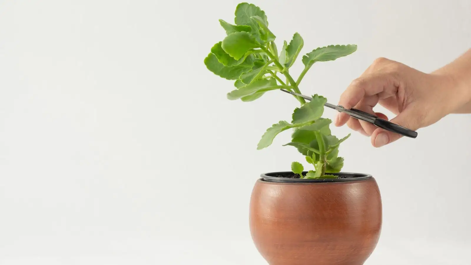 Kalanchoe stem cutting process