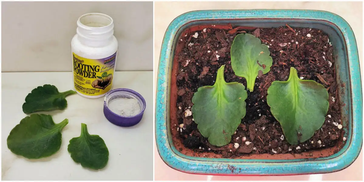 Kalanchoe leaf cutting propagation
