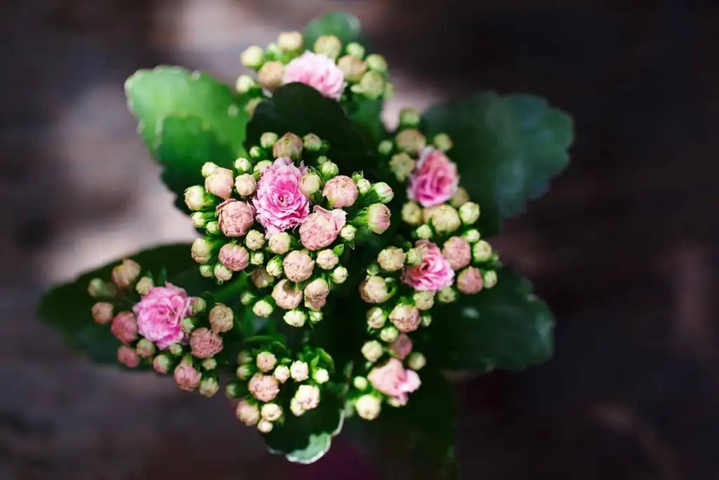 The Perfect Pair: Companion Plants for a Thriving Flaming Katy Display