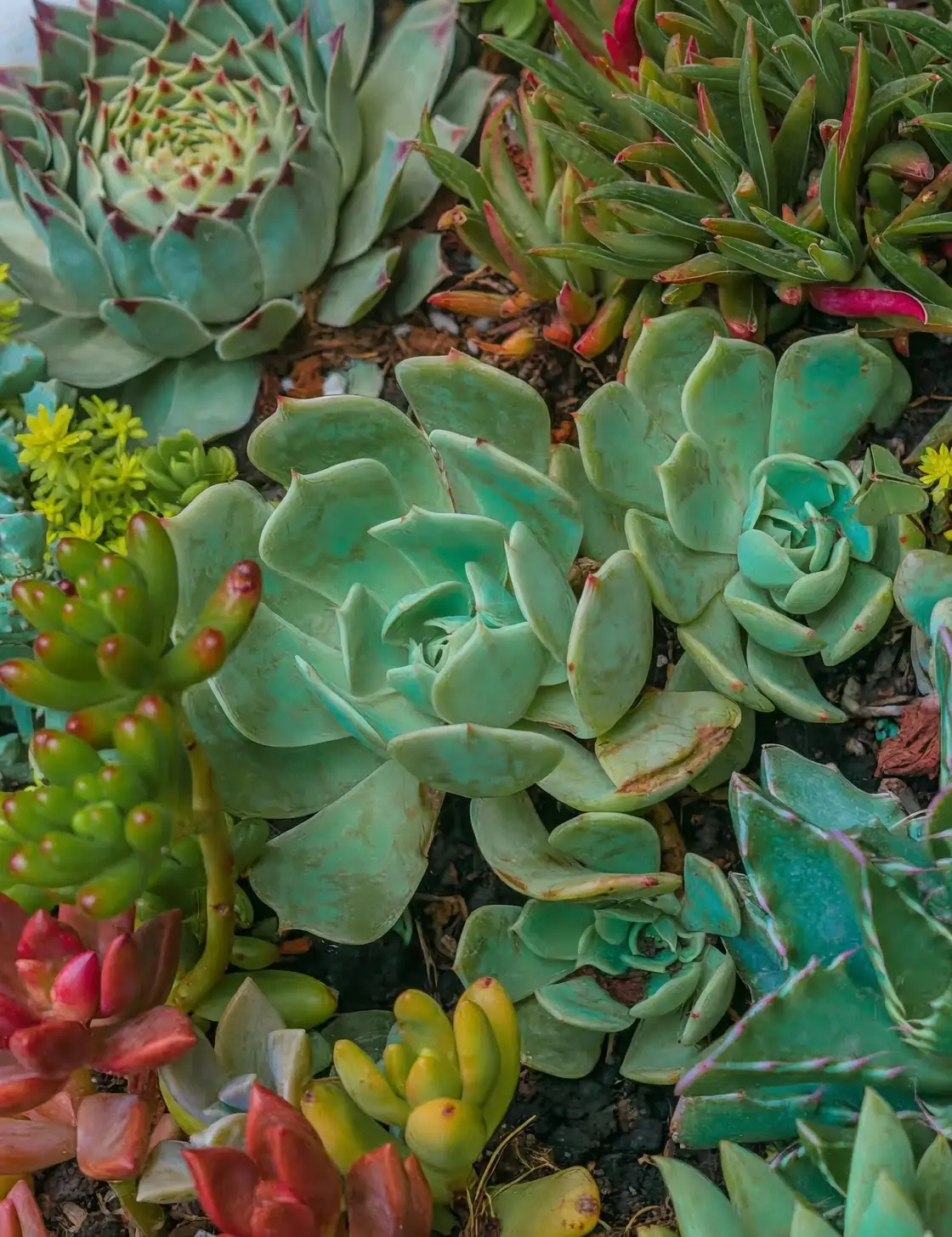 echeveria sedum succulent arrangement