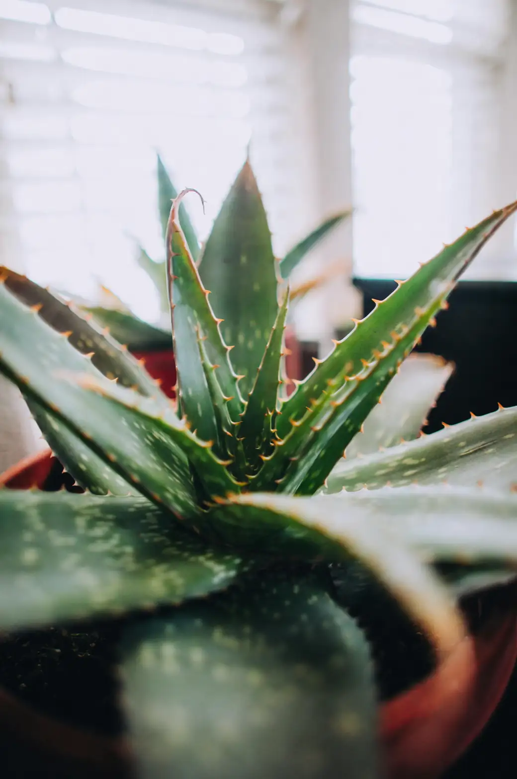haworthia aloe vera indoor display
