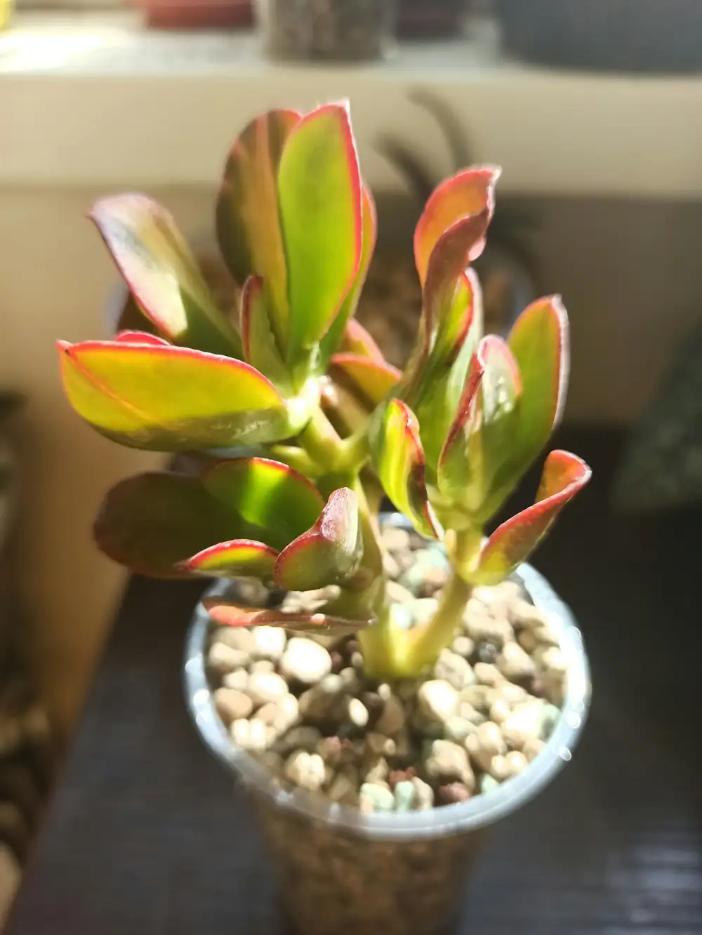 crassula flaming katy small arrangement