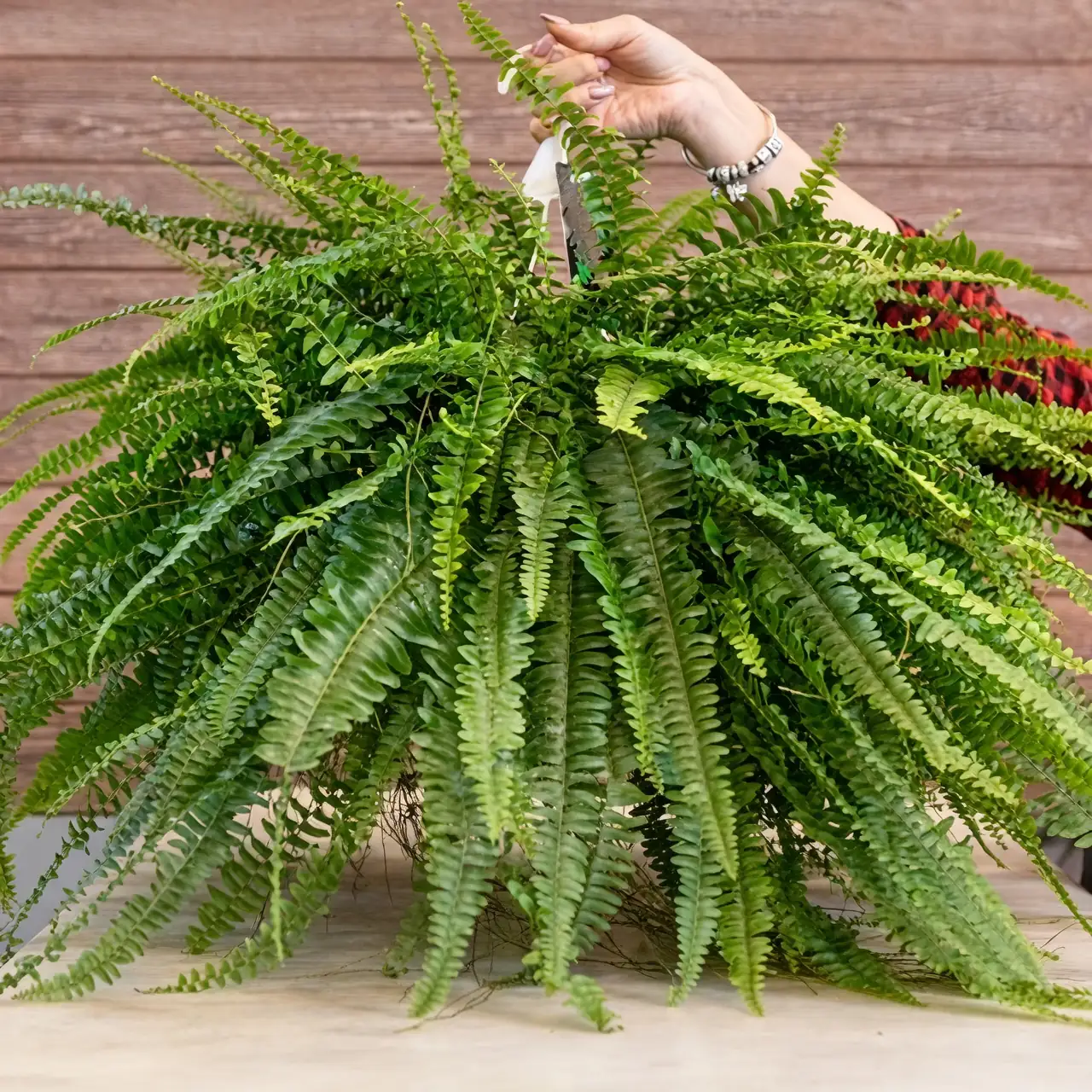 boston fern and ficus together