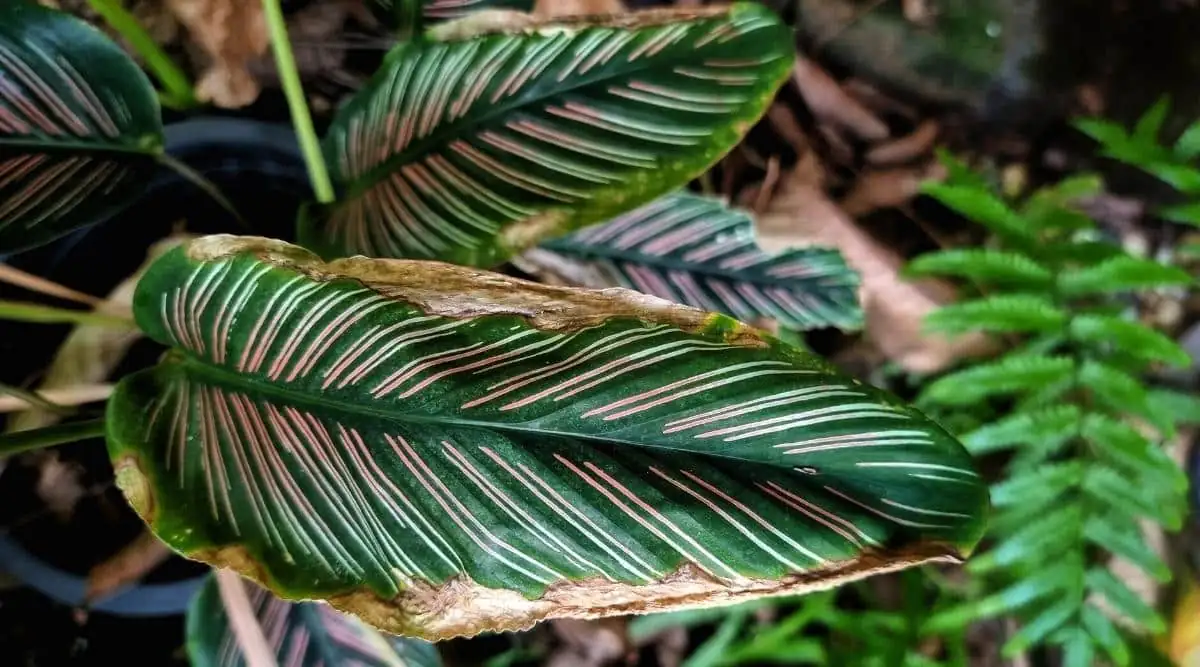 calathea leaves close-up