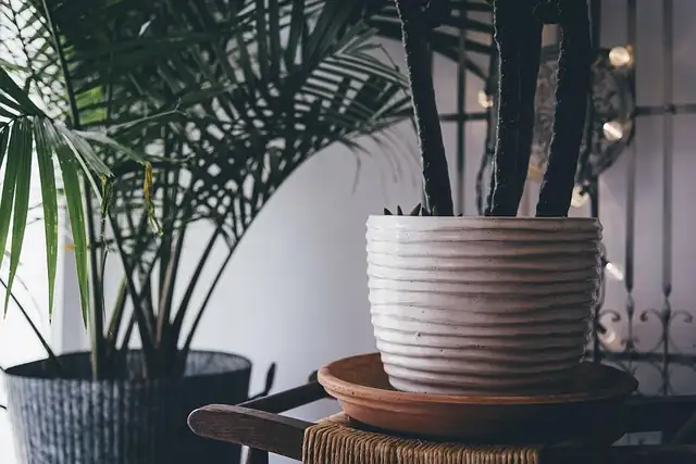 indoor plant arrangement living room