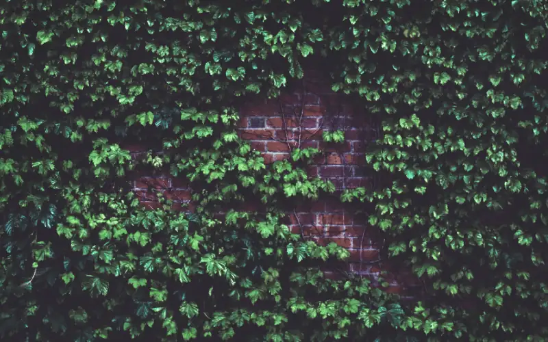Intriguing Ivy Ivy’s Intriguing Traits: Did You Know… – Oasislink