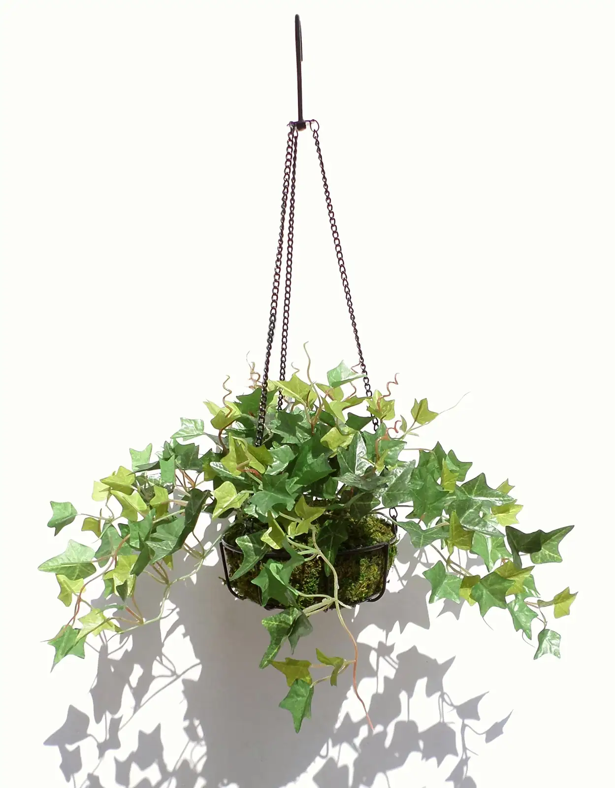english ivy hanging basket