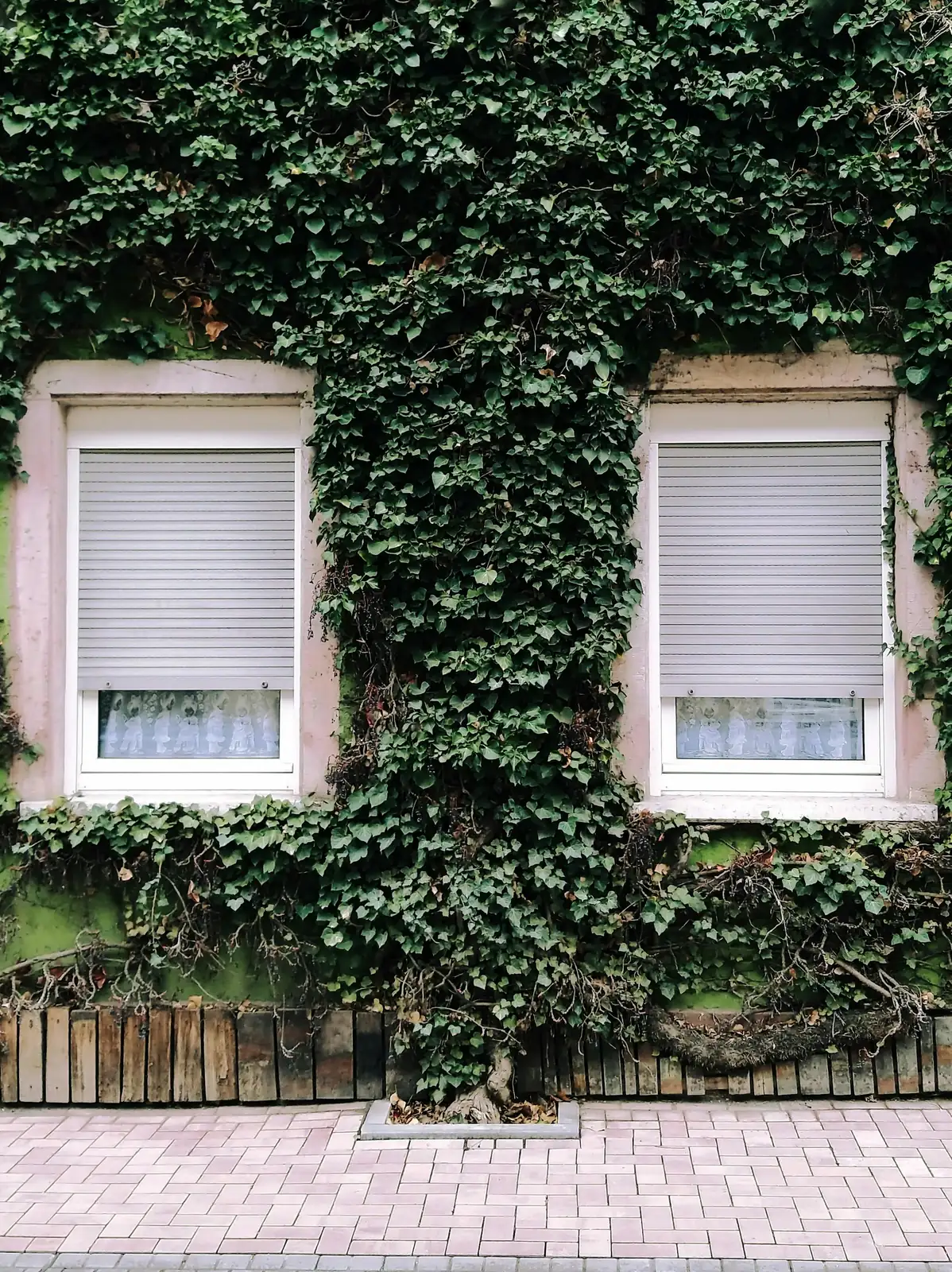 english ivy living wall installation
