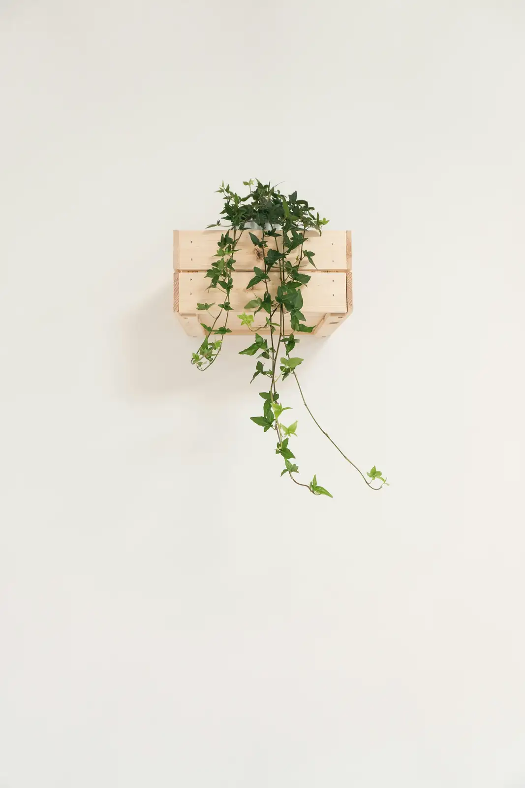 english ivy topiary on shelf