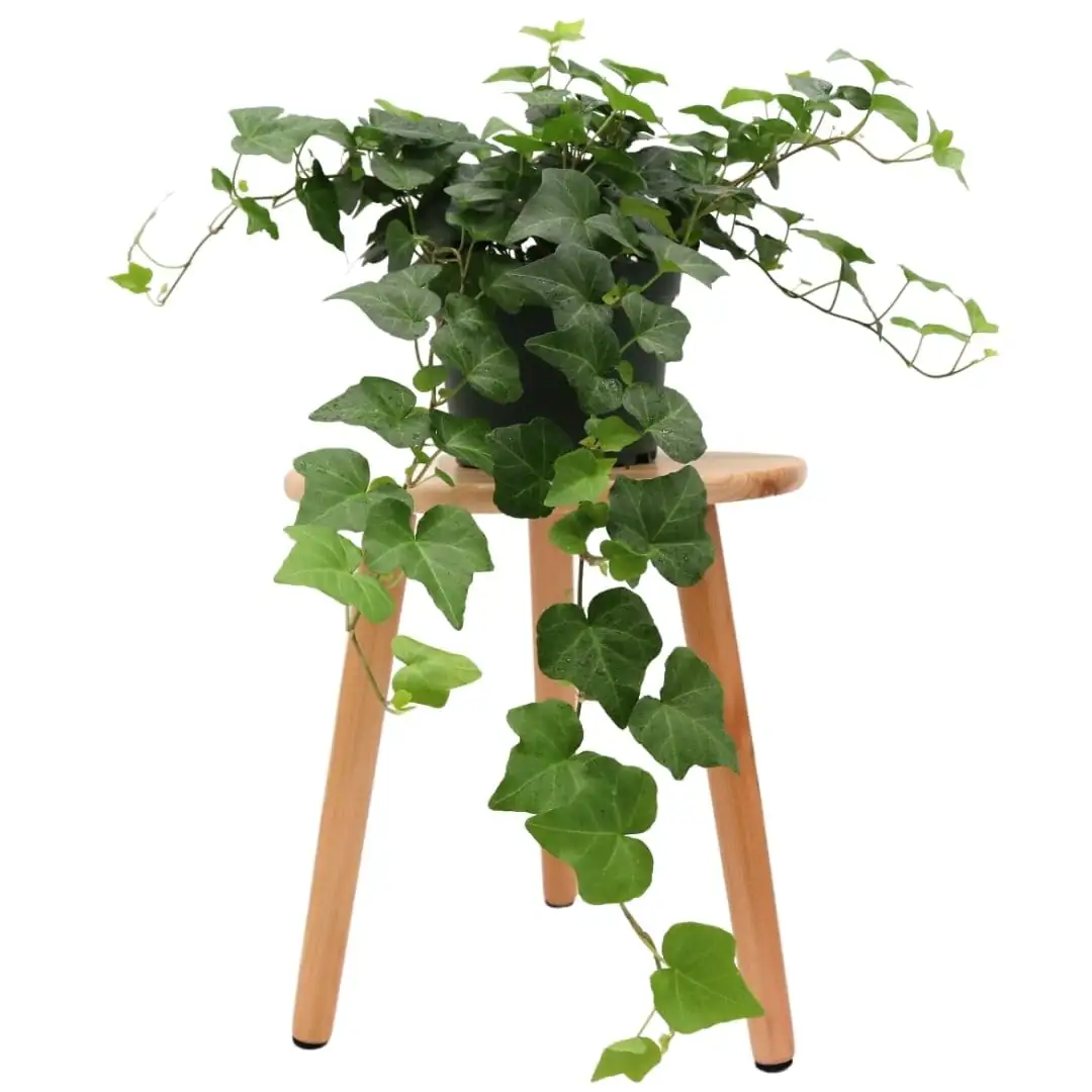 English ivy air purification process