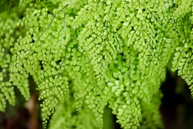 Paglutas sa Mga Suliranin ng Maidenhair Fern: Mga Peste at Solusyon