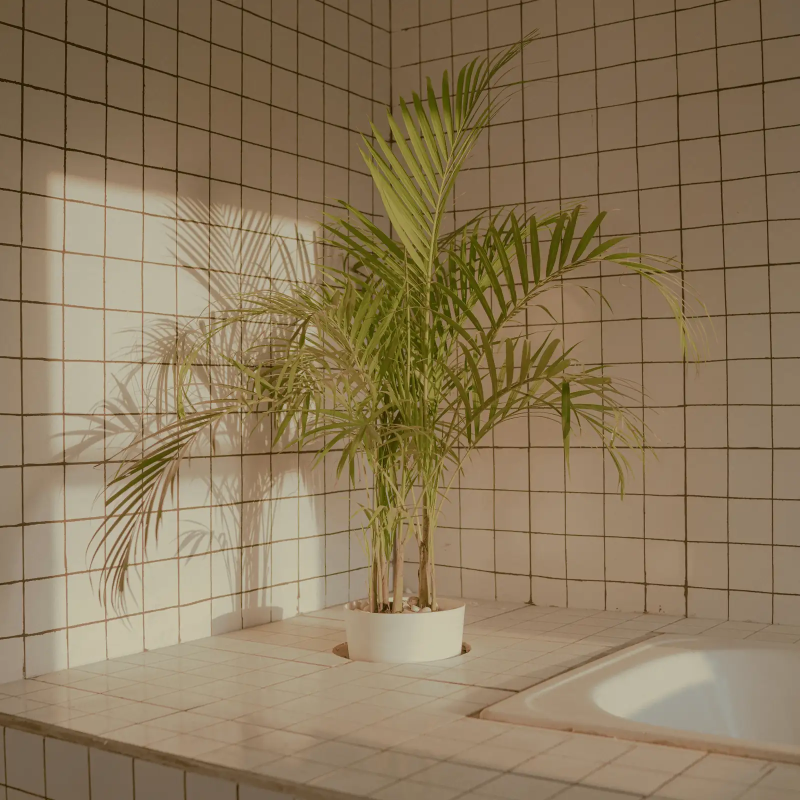 maidenhair fern in bathroom