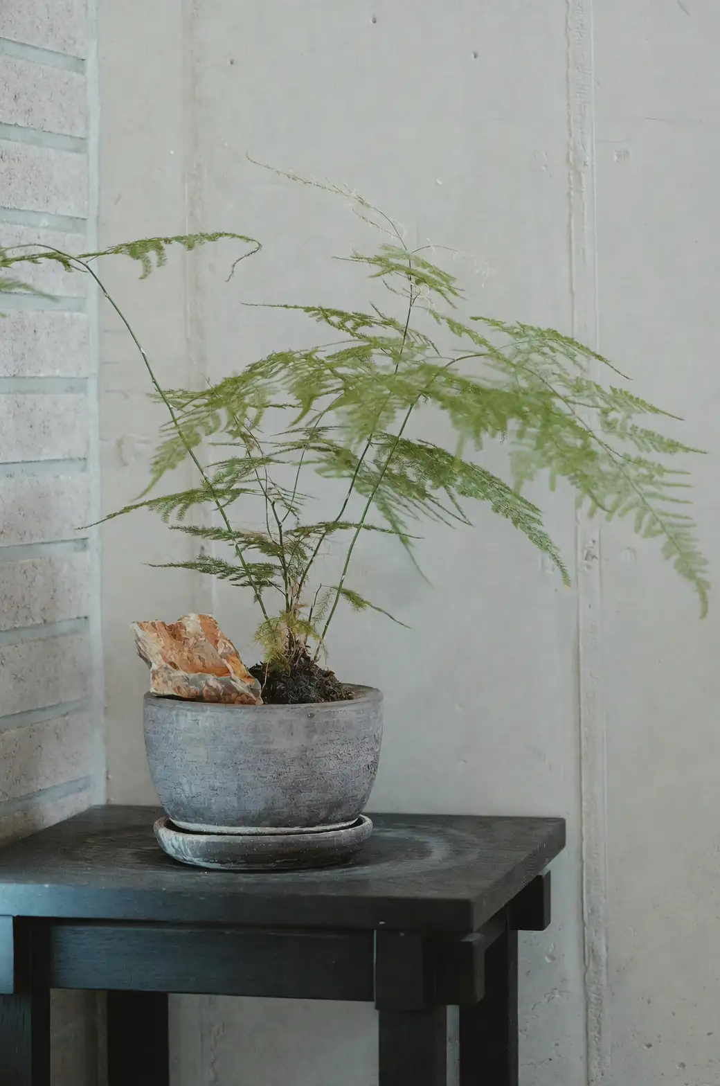 maidenhair fern desk placement
