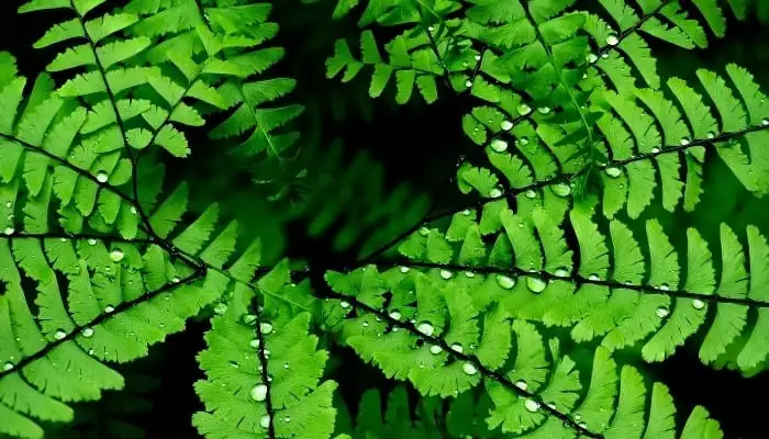 maidenhair fern in humid environment