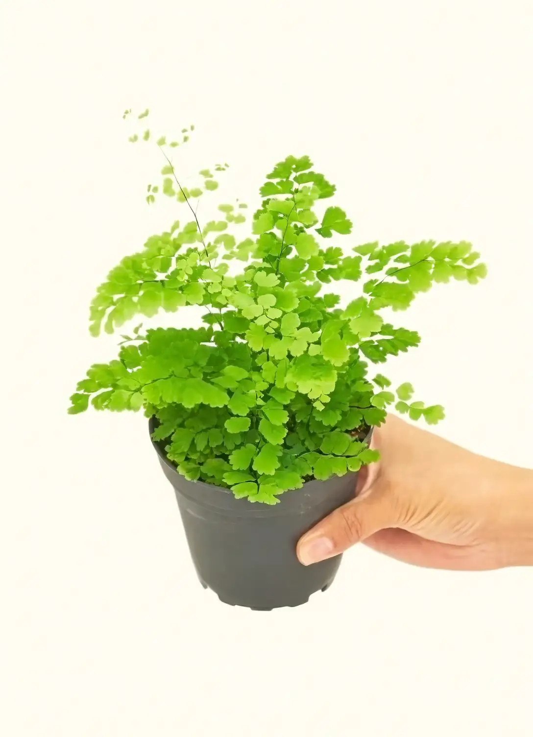 Companion Planting with Maidenhair: Finding the Perfect Plant Partners