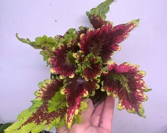 Water Wisely: The Coleus Care Guide to Keep Your Plant Vibrant