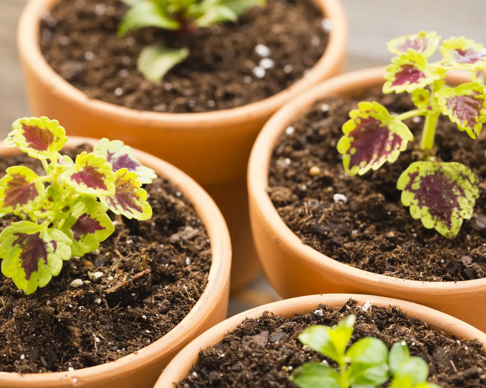 coleus stem cuttings propagation