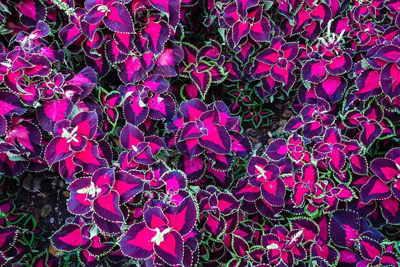 The Colorful Journey of Coleus: From Java to Your Garden
