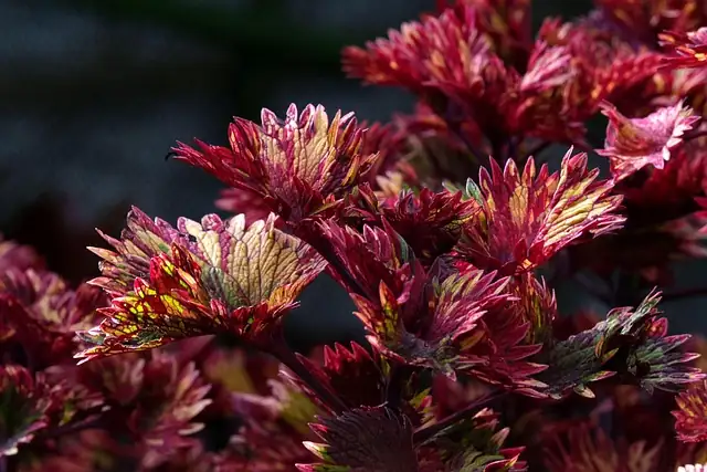 Coleus leaves close-up colors