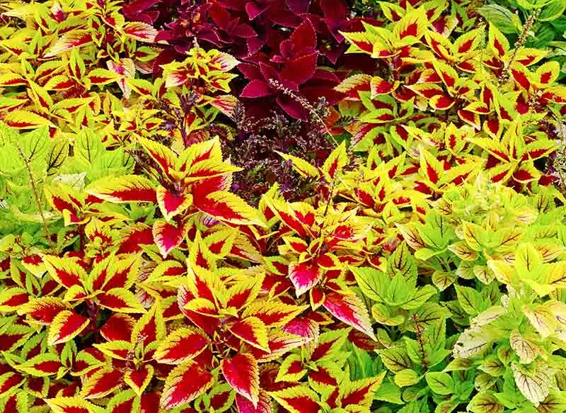 Fun Facts About Coleus: Nature’s Paintbrush in Your Home