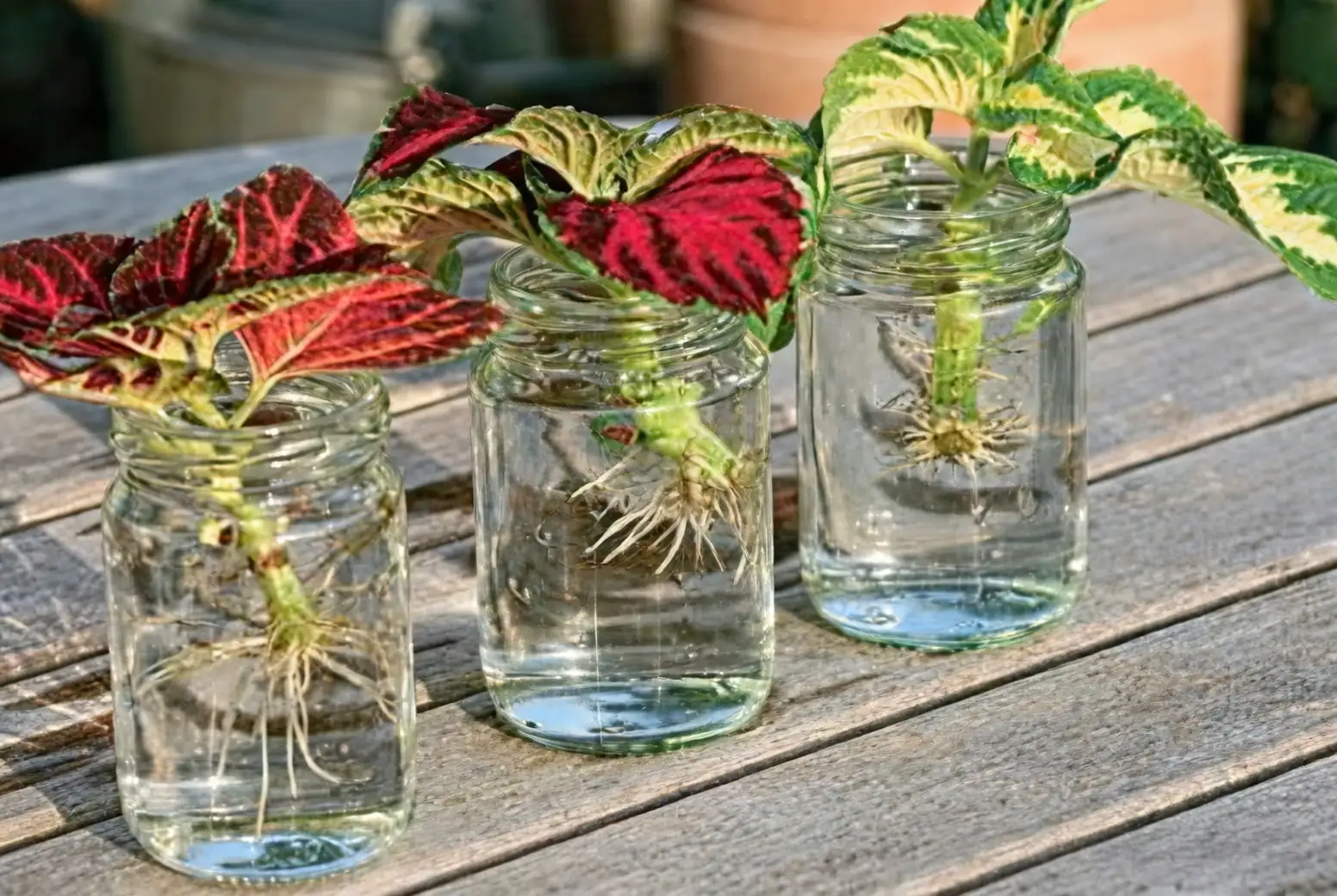 coleus plant propagation water